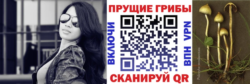 Псилоцибиновые грибы Psilocybine cubensis  Купить где  Кольчугино 